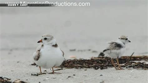 Piping plover population rebounds on North Shore to Cape Cod beaches
